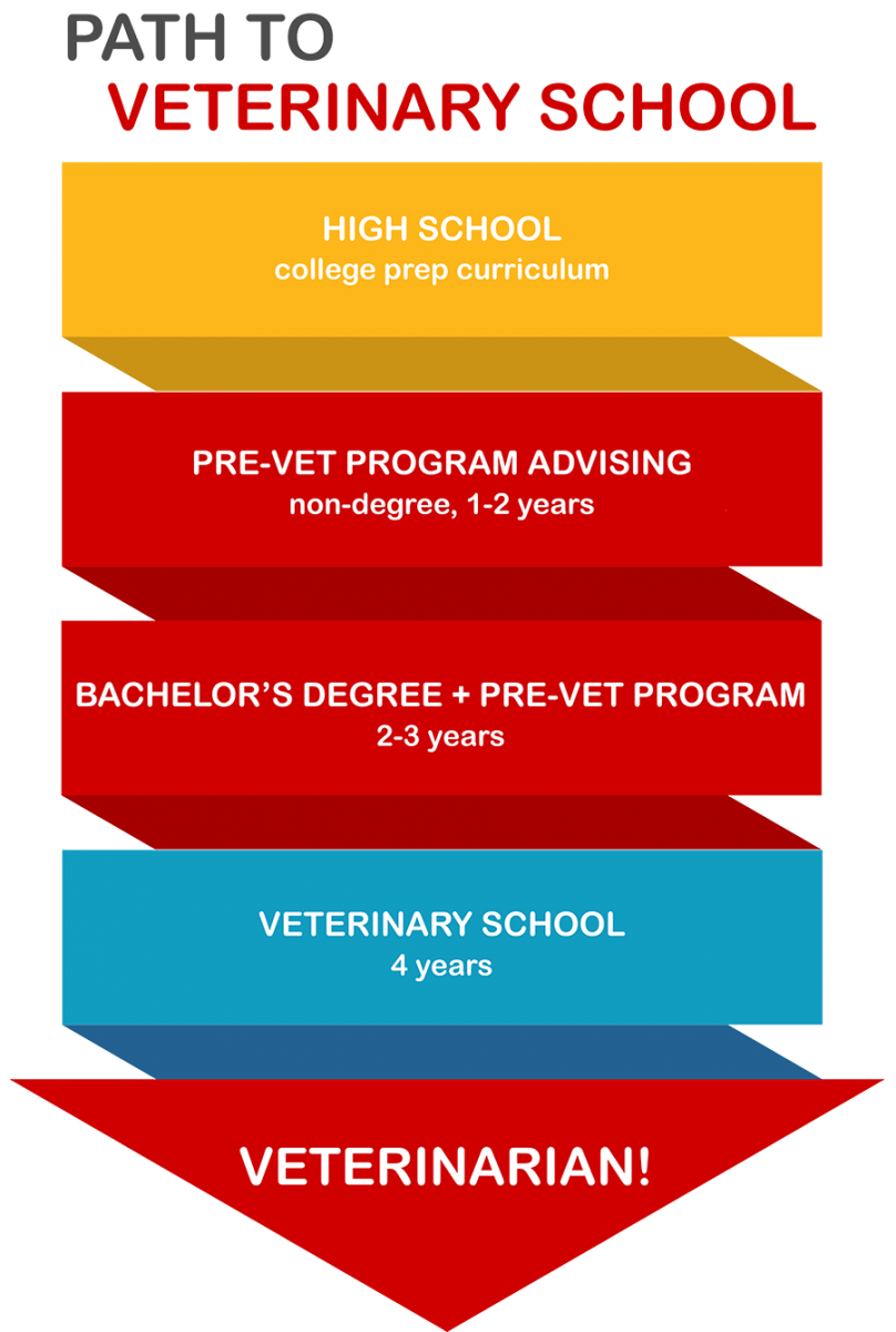 Illustration showing the steps a student takes to become a veterinarian